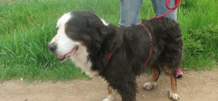 Hunde im Tierheim Schwandorf Tierheim Schwandorf