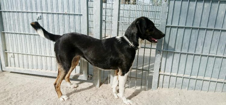 Hunde im Tierheim Schwandorf Tierheim Schwandorf