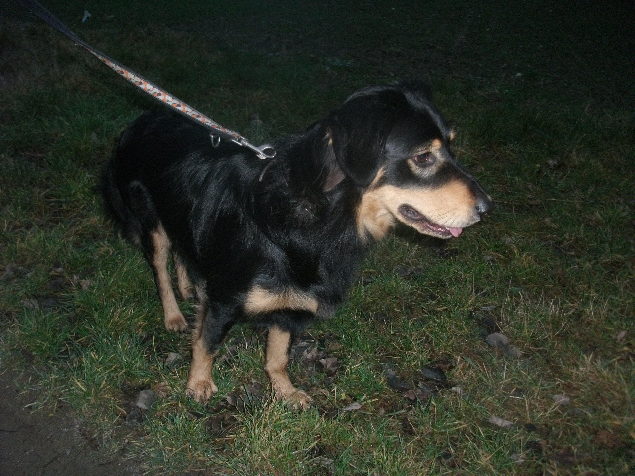 Australian Shepard Mix Archy [vermittelt]