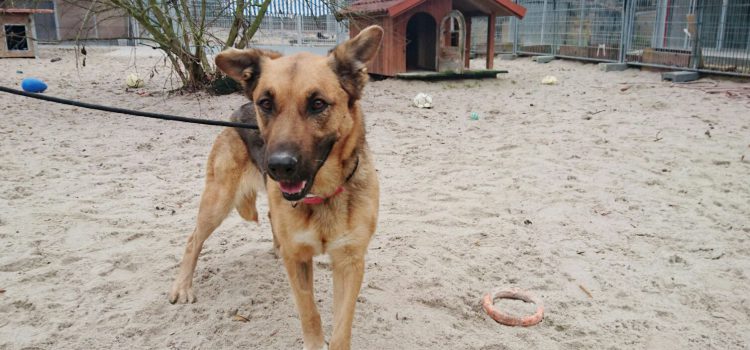 Schäferhund Mouse [vermittelt]