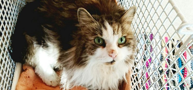 Perser-Maine-Coon Mix […]