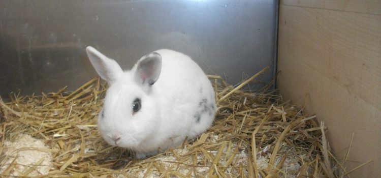 Zwergkaninchen Justine, Leopold und Leopoldine [vermittelt]