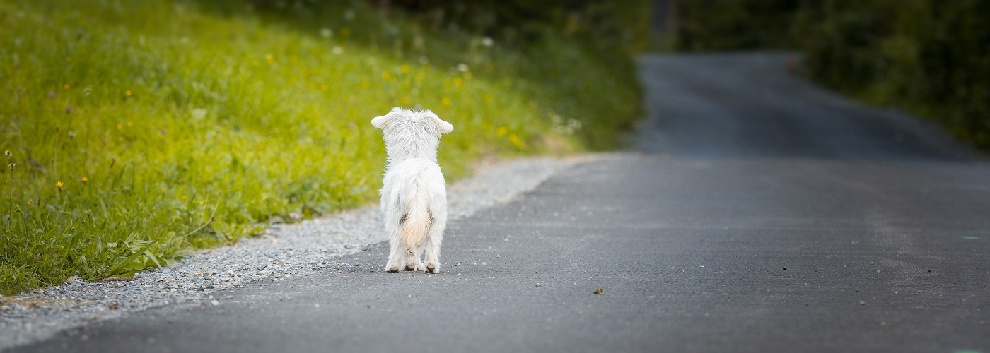 Fund und vermisste Tiere melden Tierheim Schwandorf