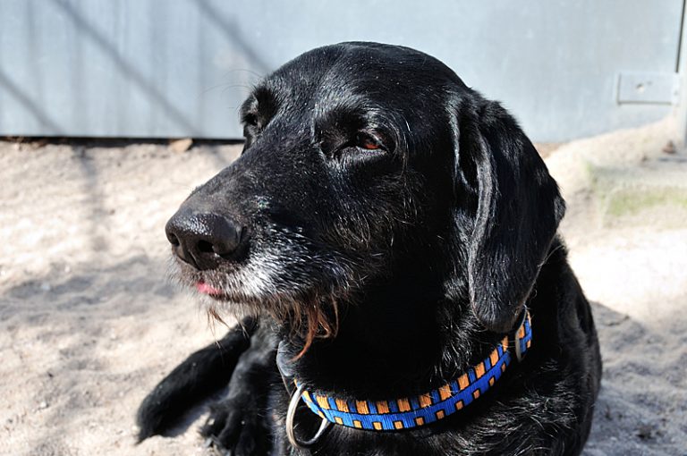 SchnauzerLabrador Mischling Maya [vermittelt] Tierheim Schwandorf