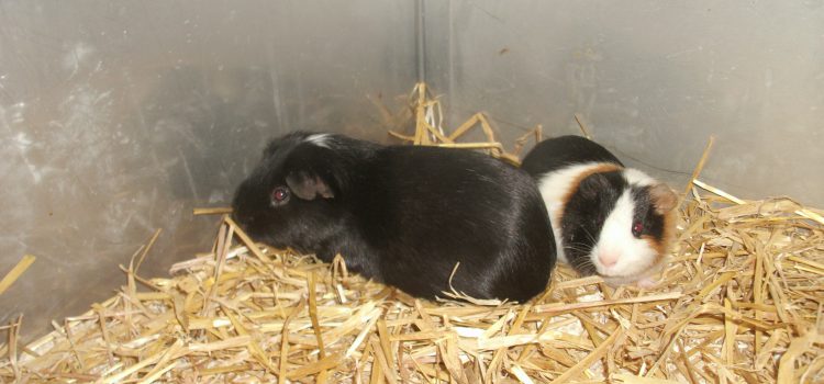 Meerschweinchen Freddy, Charly und Henry [vermittelt]