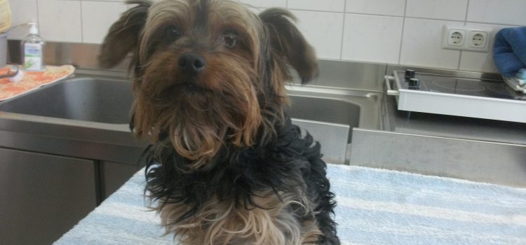 Yorkshire Terrier Luiz [vermittelt]