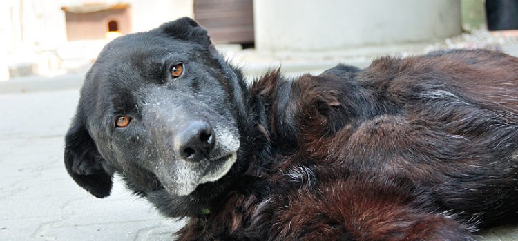 Labrador Mix Hugo [vermittelt]