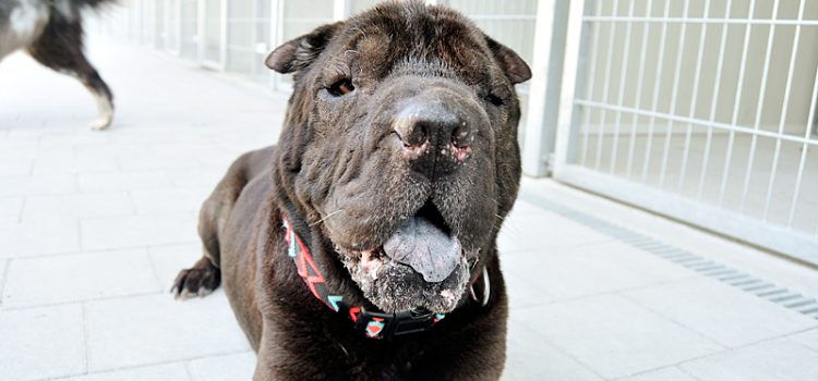 Shar Pei Herrmann [vermittelt]