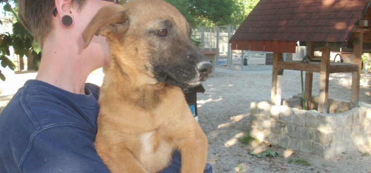 Gebirgsschweißhund Mix Hanni und Nanni [vermittelt]