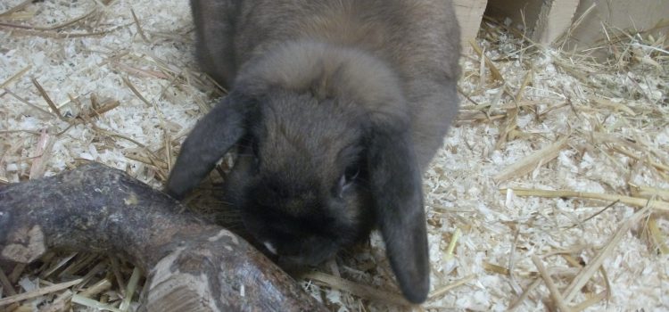 Zwergkaninchen Beate, Birgit, Bernadette, Brunhilde und Burgl [vermittelt]