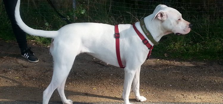 Dogo Argentino Luna [vermittelt]