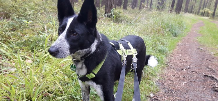 Border-Collie Mix Happy [vermittelt]