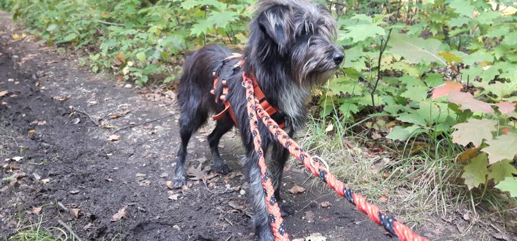 Terrier Mix Effi [vermittelt]