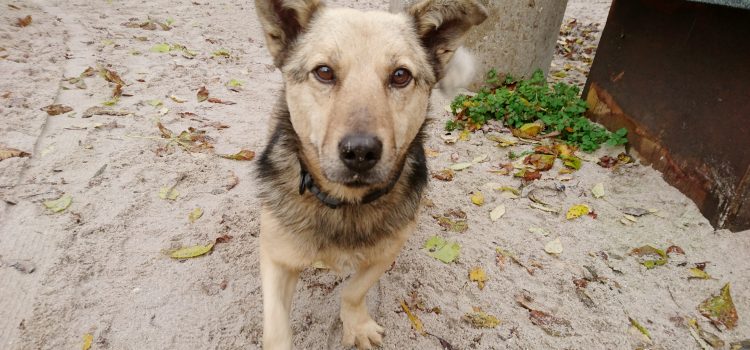 Corgi Mix Berti [vermittelt]