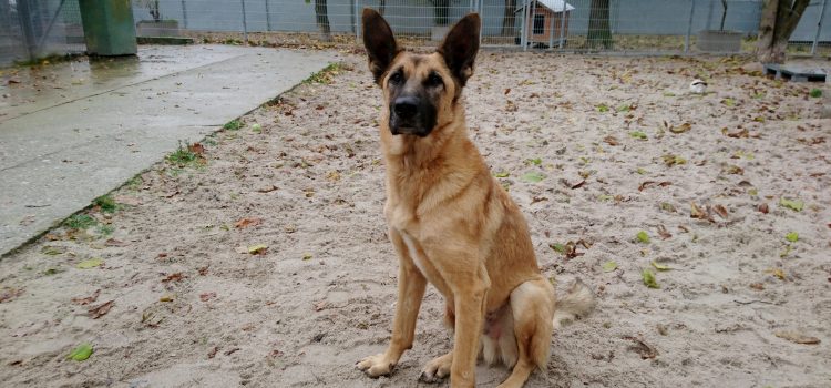 Malinois Mix Lex