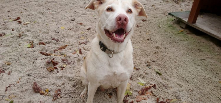 Labrador Mix Phil [vermittelt]