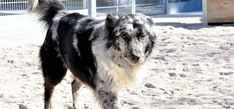 Australian Shepherd Mix Johnny [vermittelt]