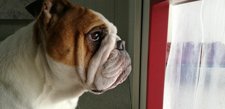 Englische Bulldogge Diana [vermittelt]