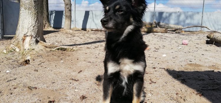 Chihuahua-Mix Shila [vermittelt]