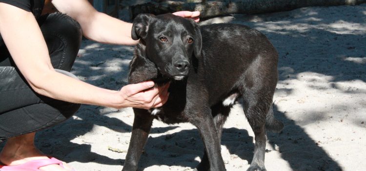 Labrador Mix Enzo [vermittelt]