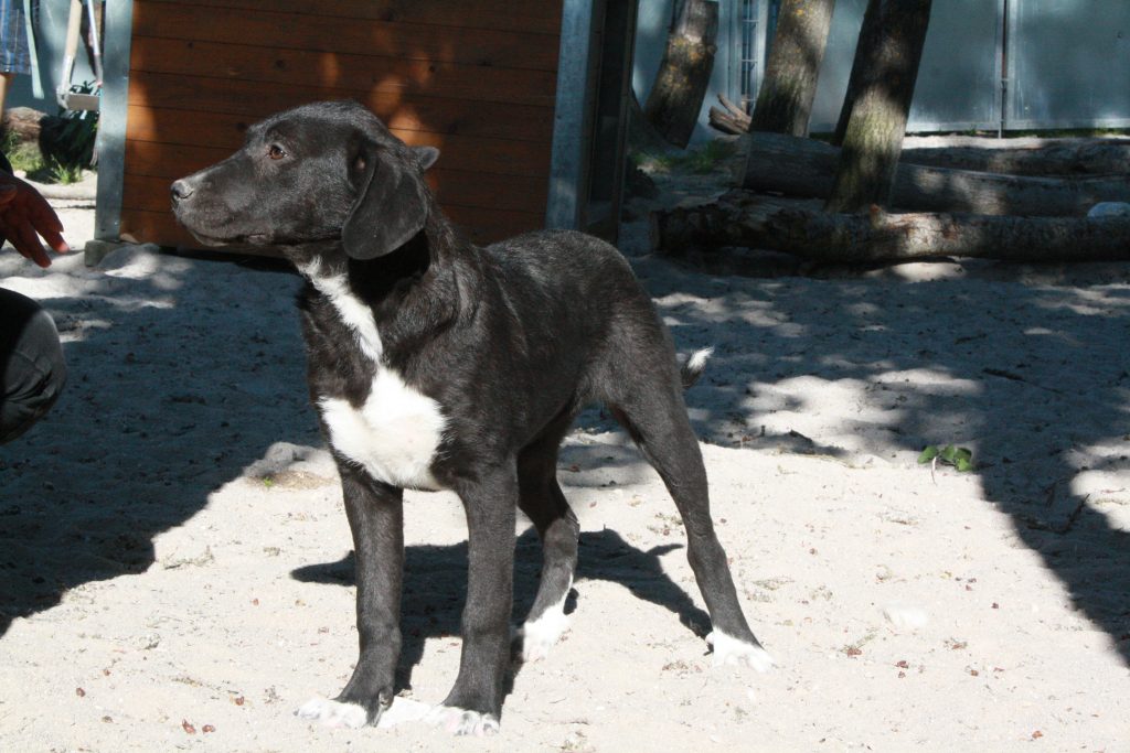 Labrador Mix Fabiana [vermittelt] Tierheim Schwandorf