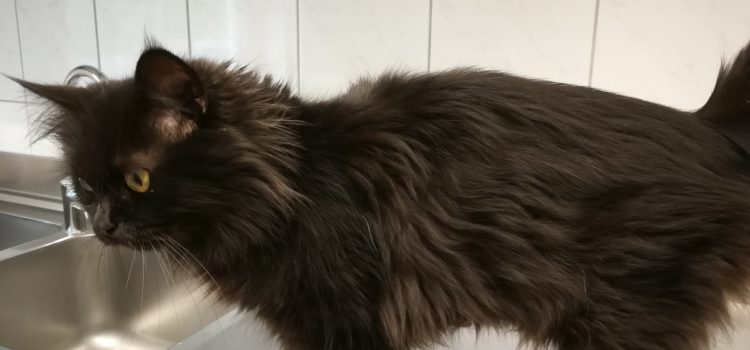 Maine Coon Mix Alicia [vermittelt]