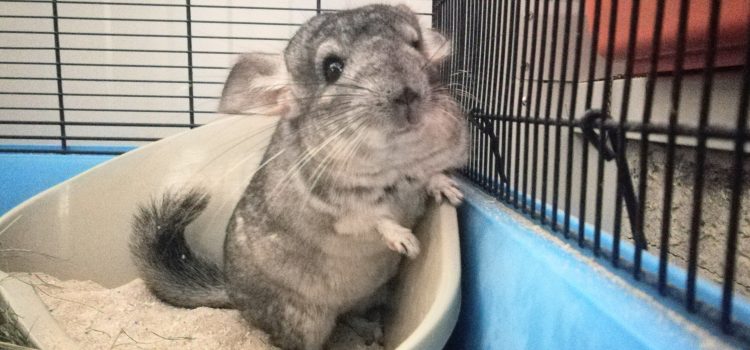 Chinchilla [vermittelt]