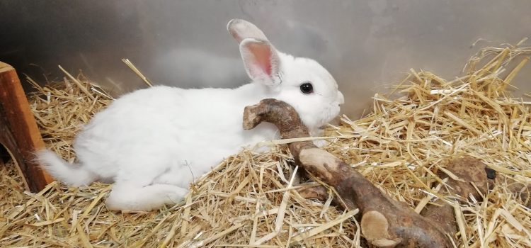 Zwergkaninchen Familie [vermittelt]