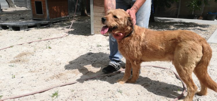 Airedale Terrier Tabsi [vermittelt]