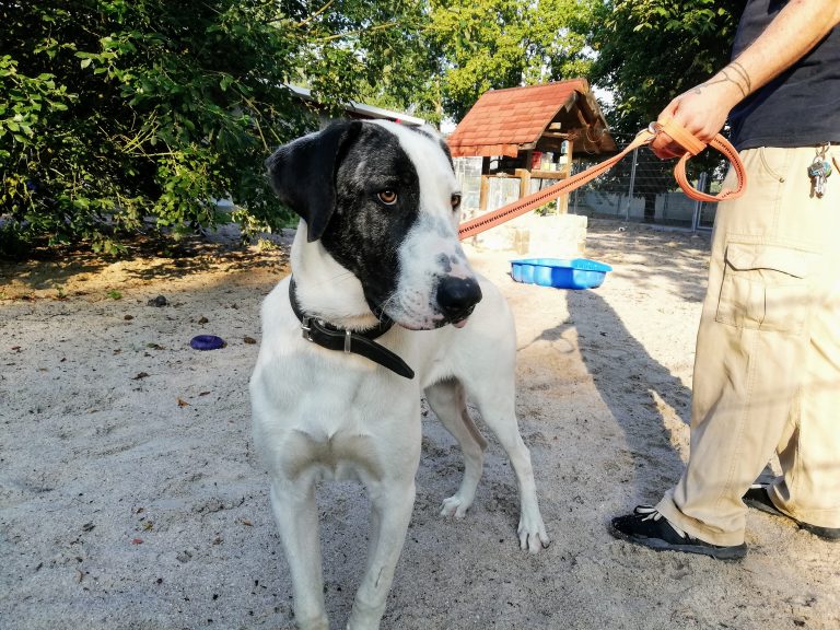 DoggenMix Harlekin […] Tierheim Schwandorf