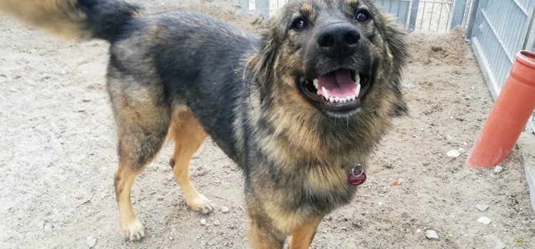 Hunde im Tierheim Schwandorf Tierheim Schwandorf