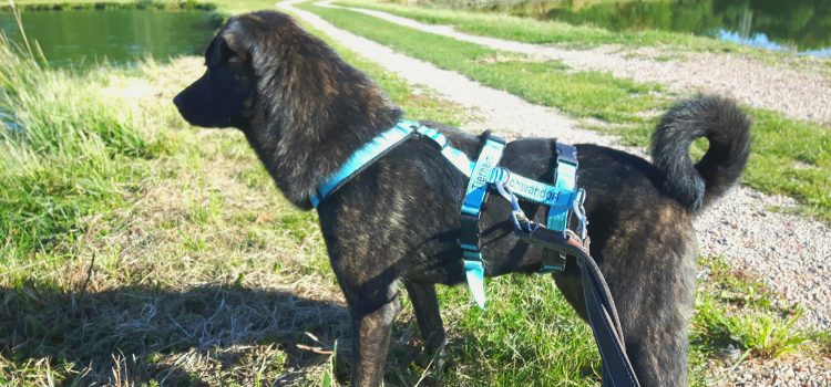 Labrador Mix Finn [vermittelt]