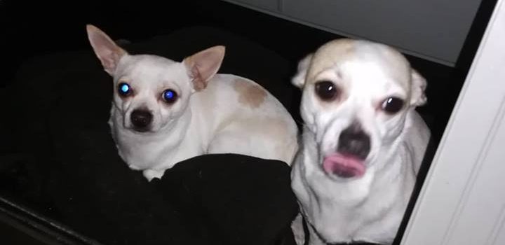 Chihuahua Charly und Lilli [vermittelt]