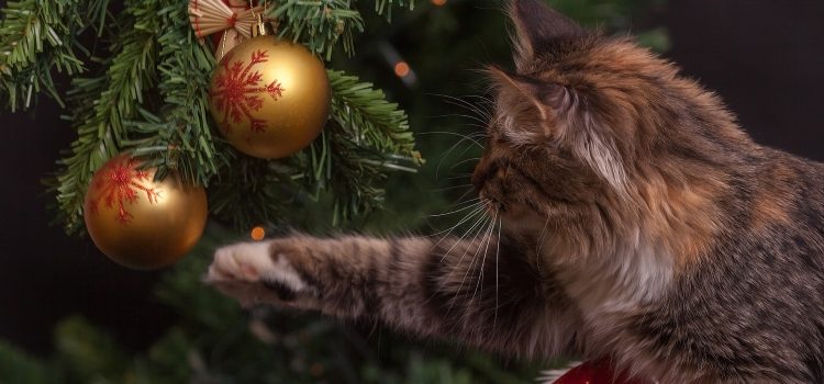 Frohe Weihnachten und ein guter Rutsch ins neue Jahr vom Tierheim Schwandorf