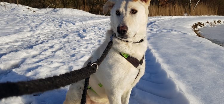 Hunde im Tierheim Schwandorf Tierheim Schwandorf