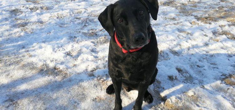 Labrador Mix Blacky [vermittelt]