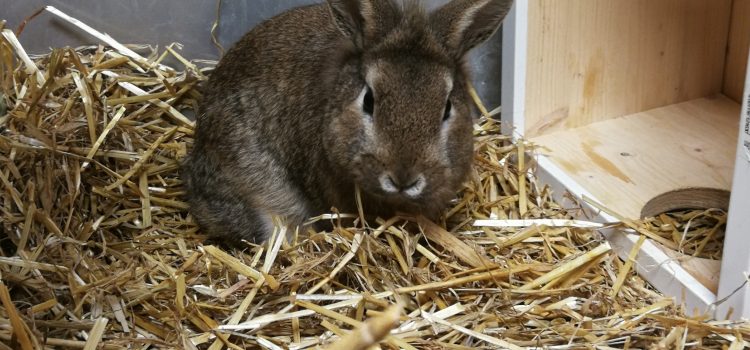 Löwenkopf-Mix Cassy, Chewy, Gizmo, Napoleon und Wuschel [vermittelt]