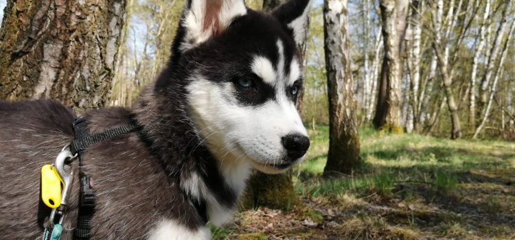 Husky Akim [vermittelt]