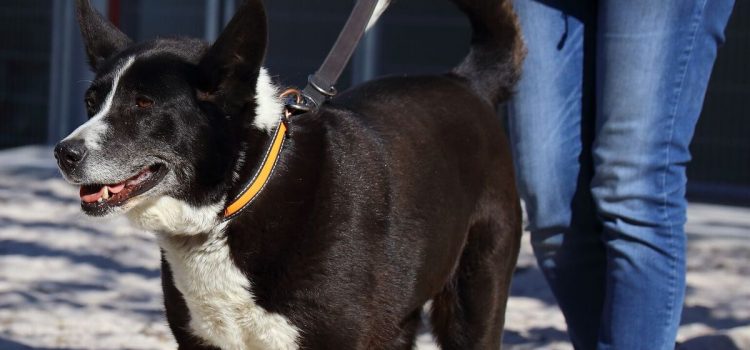 Border-Collie-Mix Aika [vermittelt]