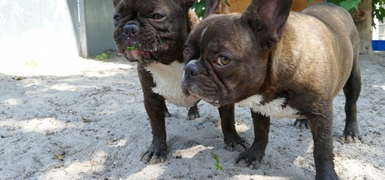 Französische Bulldoggen Kiki und Gracie [vermittelt]