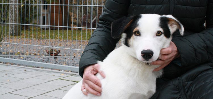 Border-Collie Mix Tino [vermittelt]