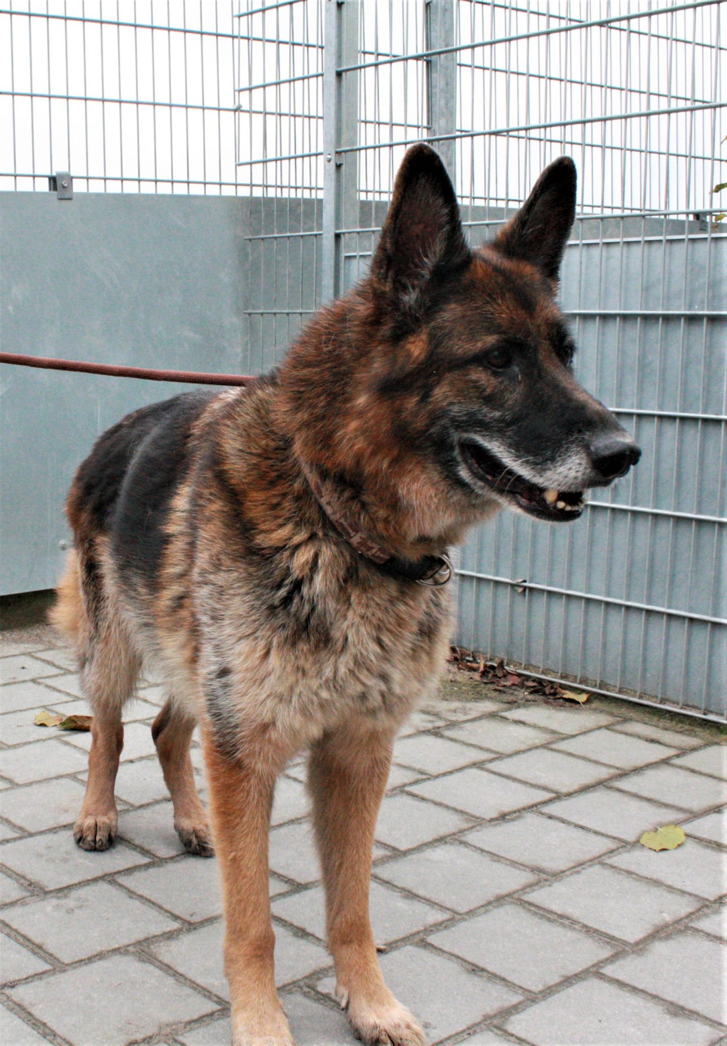 Schäferhund Arkas Tierheim Schwandorf