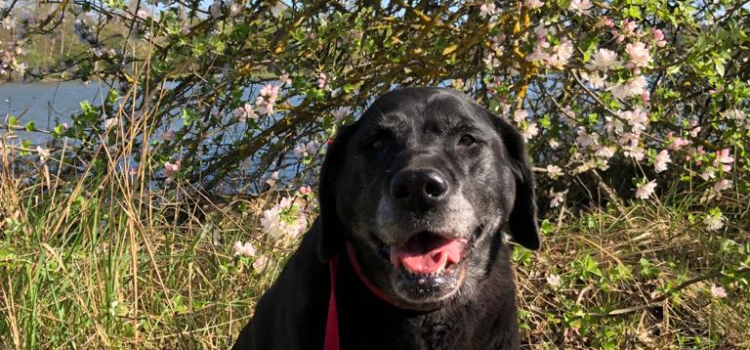 Labrador Kira [vermittelt 07.11.2020]