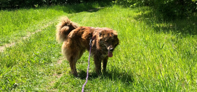 Collie Mix Mandy [vermittelt 13.06.2020]