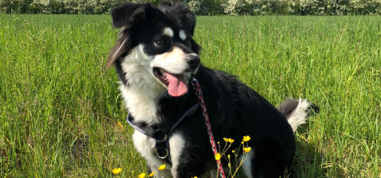 Husky-Mix Polly [vermittelt 23.05.2020]