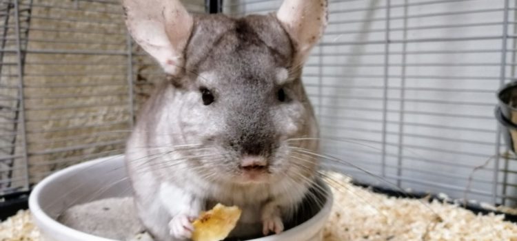 Chinchillas [vermittelt 15.08.2020]