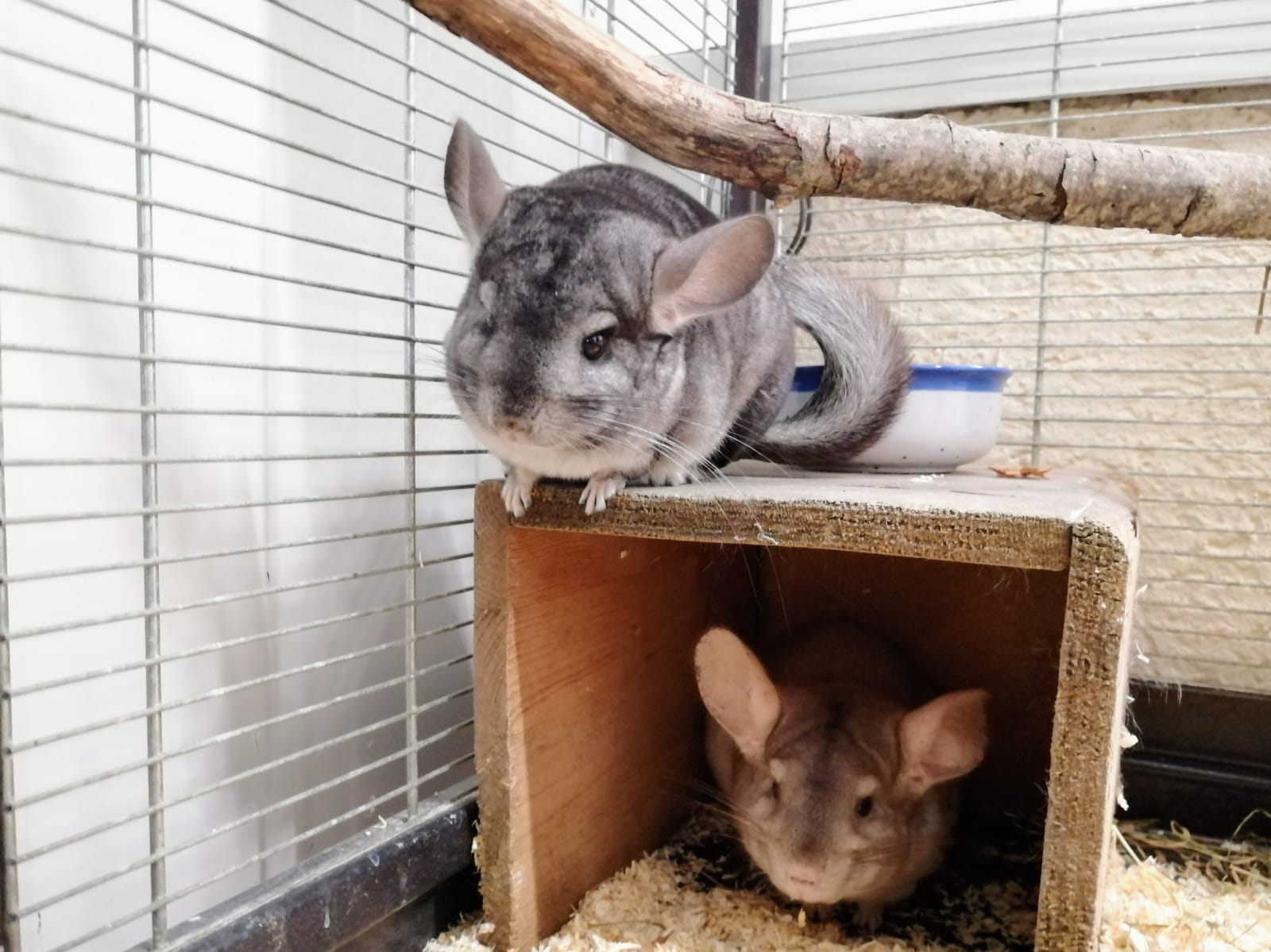 Chinchillas [vermittelt 15.08.2020] – Tierheim Schwandorf