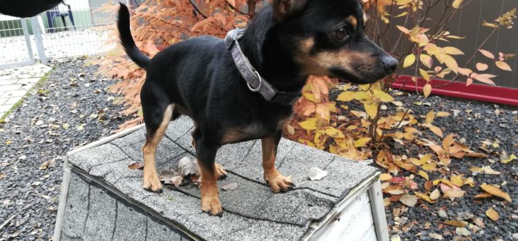 Pinscher Mix Rocky [vermittelt 28.10.2020]