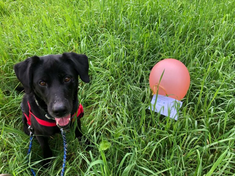 Labrador Mix Blacky Tierheim Schwandorf