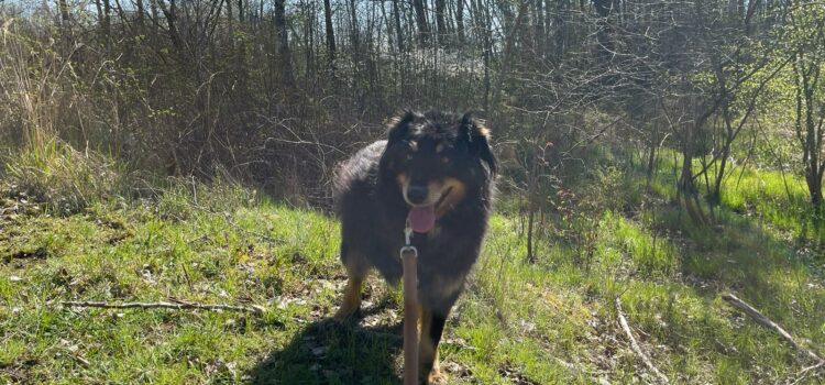 Australian-Shepard Mix Maple